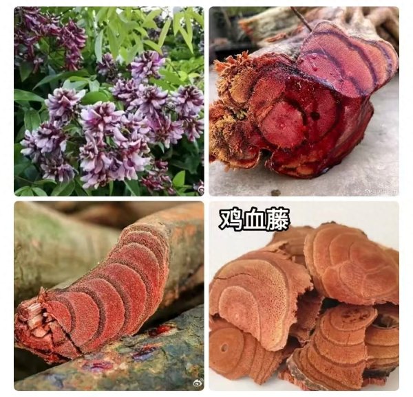宝贵经验: 鸡血藤是升高白细胞的"特效药"!